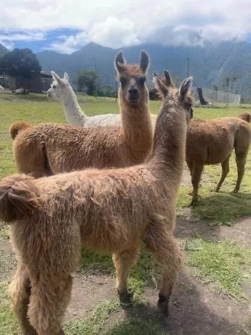 Dogsland Bellevue - Bienvenidos - Ferienwohnungen Quito